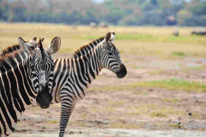 Nairobi National Park Safari - Private Tour Experience