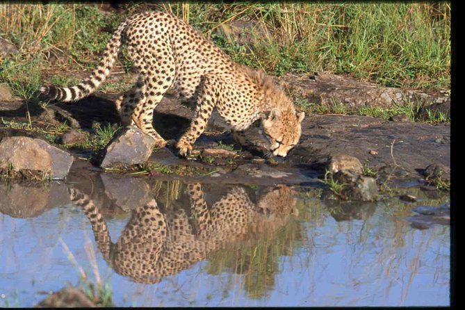 Nairobi National Park Safari - Public Transportation Access