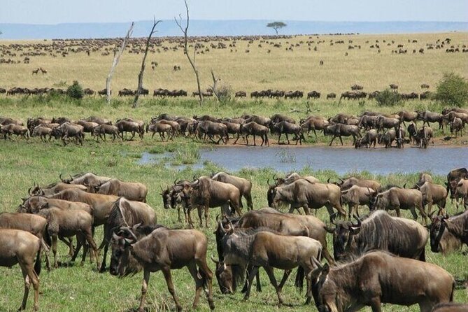 Nairobi National Park Safari With a Visit to Giraffe Center. - Tour Accessibility