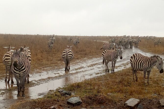 Nairobi National Park Safari With a Visit to Giraffe Center. - Cancellation Policy