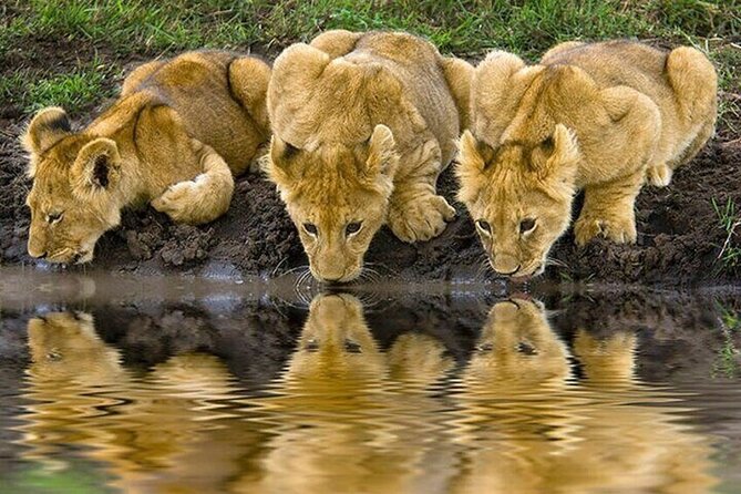 Nairobi National Park Safari With a Visit to Giraffe Center. - Guest Reviews