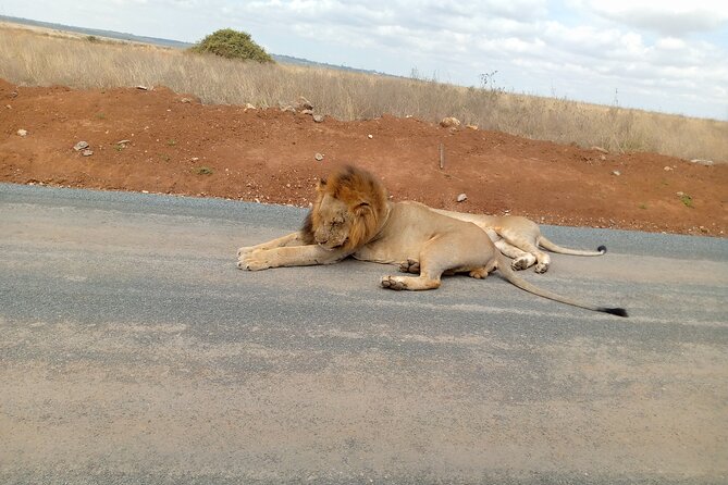 Nairobi National Park Safari With a Visit to Giraffe Center. - Giraffe Center Visit