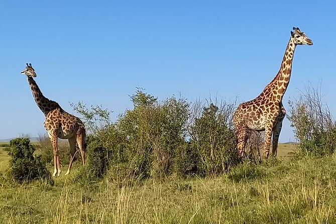 Nairobi National Park Sun Rise Game Drive With Pickup & Drop-Off - Witness the Sunrise Spectacle