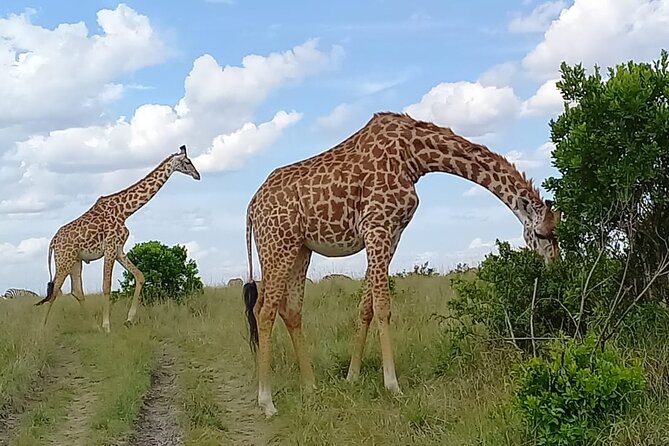 Nairobi National Park Sun Rise Game Drive With Pickup & Drop-Off - Convenient Pickup and Drop-Off