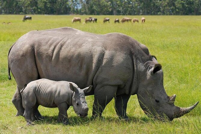 Nairobi National Park Sun Rise Game Drive With Pickup & Drop-Off - Customer Feedback and Responses