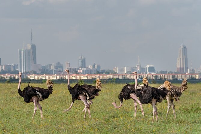 Nairobi National Park Sun Rise Game Drive With Pickup & Drop-Off - Accessibility and Transportation Options