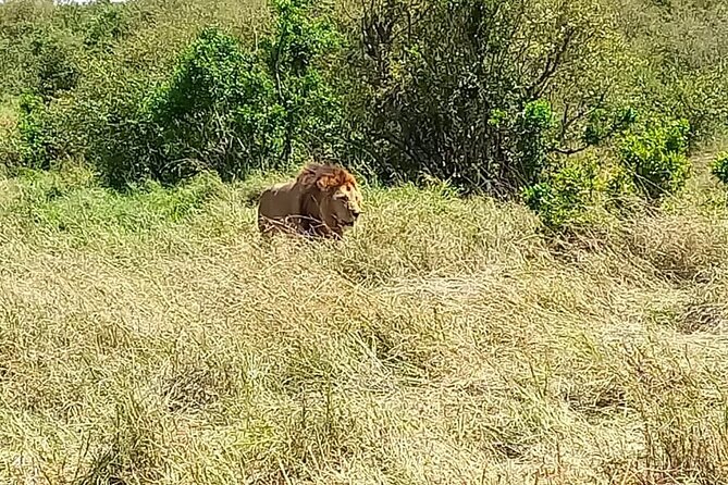 Nairobi National Park Sun Rise Game Drive With Pickup & Drop-Off - Tour Provider and Ratings