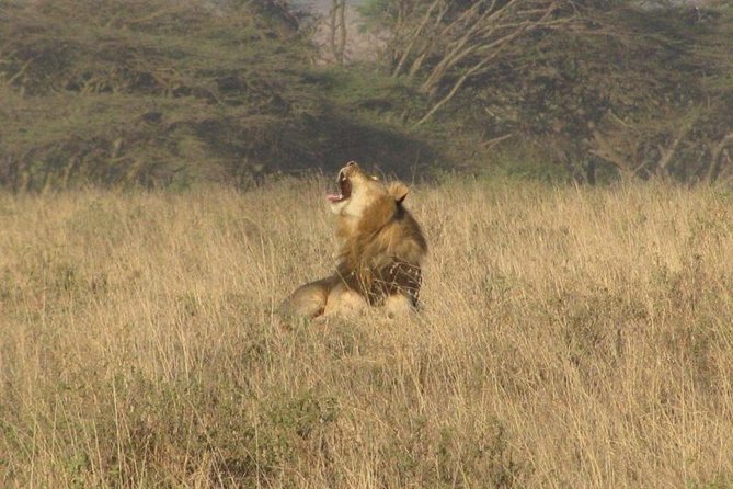 Nairobi National Park Tour - Game Drive in Safari Vehicles