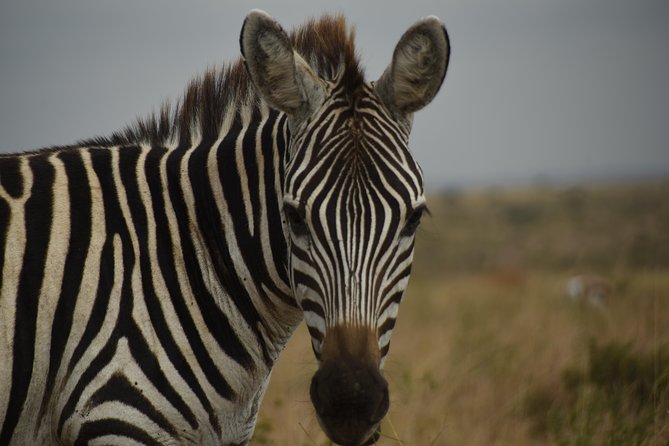 Nairobi National Park Tour - Additional Information