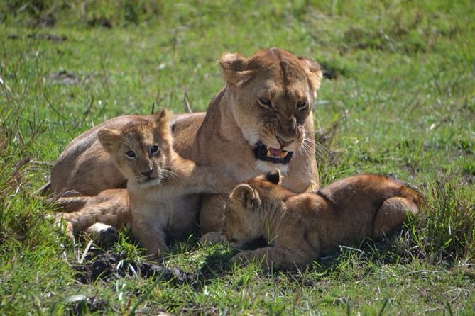 Nairobi National Park Tour - Tour Reviews