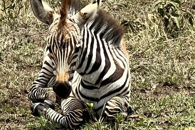 Nairobi National Park Tour From 0600hrs - 1130hrs or From 1300hrs - 1800hrs - Location and Pickup Details