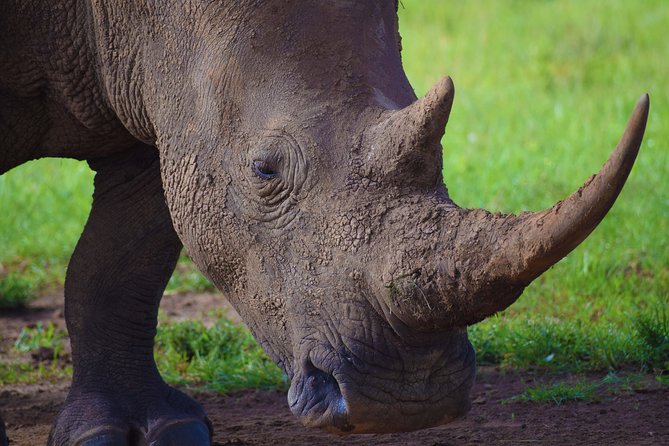 Nairobi National Park,Giraffe Centre, Karen Blixen Museum. - Wildlife Spotting Beyond City Limits