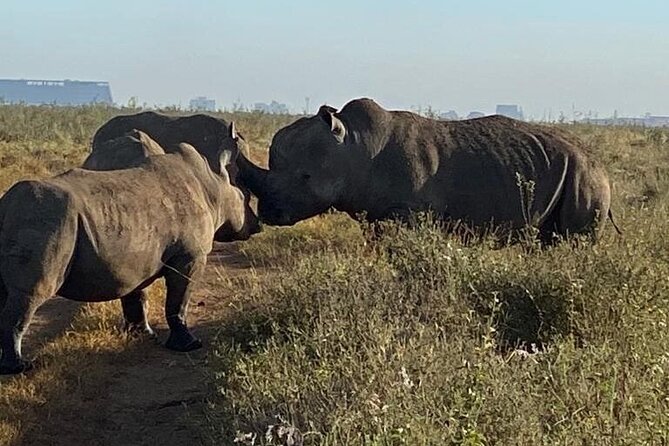 Nairobi National Park,Giraffe Centre, Karen Blixen Museum. - Exploring David Sheldrick Wildlife Trust