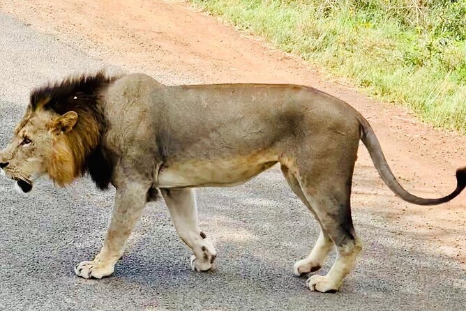 Nairobi National Park,Giraffe Centre, Karen Blixen Museum. - Climate-controlled Van Transport