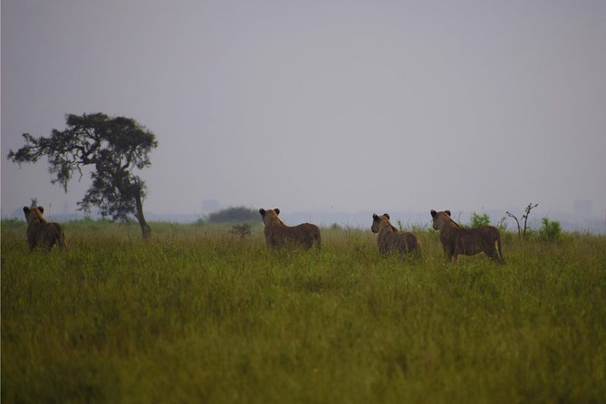Nairobi National Park,Giraffe Centre, Karen Blixen Museum. - Inclusions and Exclusions