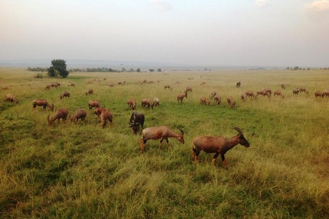 Nairobi Park, Steamark Birds, Girraffe Center & Bomas - Pricing and Reviews