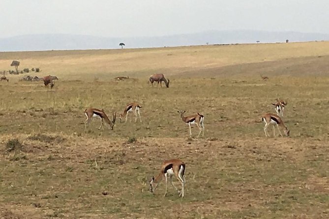 Nairobi Safari Walk Half Day Tour - Tour Experience and Feedback
