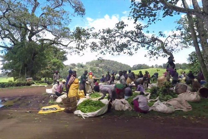 Nairobi to Kiambethu Tea Farm Tour - Schedule and Restrictions