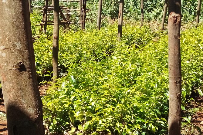 Nairobi to Kiambethu Tea Farm Tour - Transportation and Accessibility