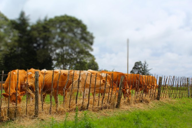 Nairobi to Kiambethu Tea Farm Tour - Tea-Making Process and History