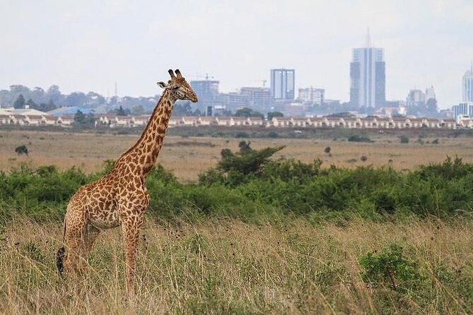 Nairobinational Park, Giraffe Center , Elephant and Blixen Museum - Reviews