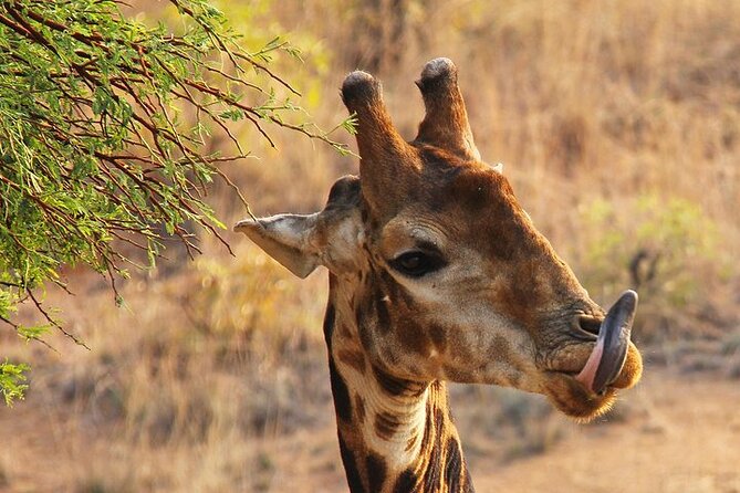 Nairobinational Park, Giraffe Center , Elephant and Blixen Museum - Highlights of the Tour