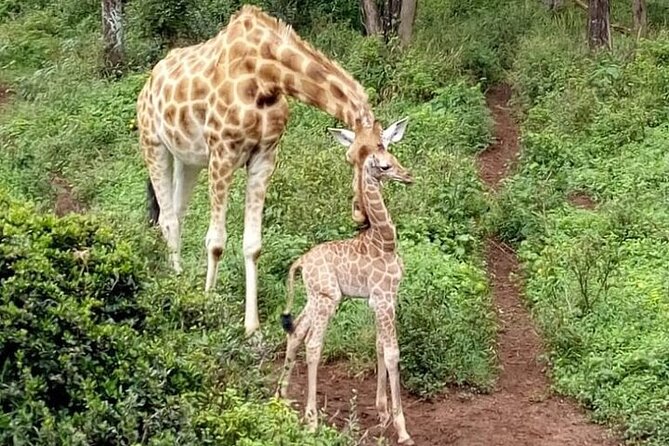 Nairobinational Park, Giraffe Center , Elephant and Blixen Museum - Getting to Nairobi National Park