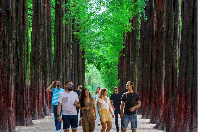 Nami Island & Garden of Morning Calm & Gangchon Railbike Tour - Nami Island Experience