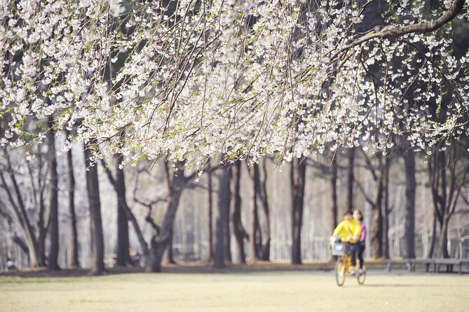 Nami Island & Mount Seorak Day Trip From Seoul - Additional Information