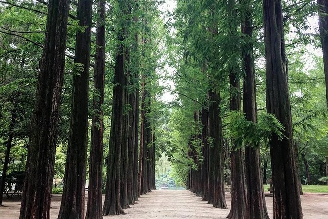 Nami Island & Nearby Attractions : Charter Van Tour With Driver - Tour Feedback and Reviews