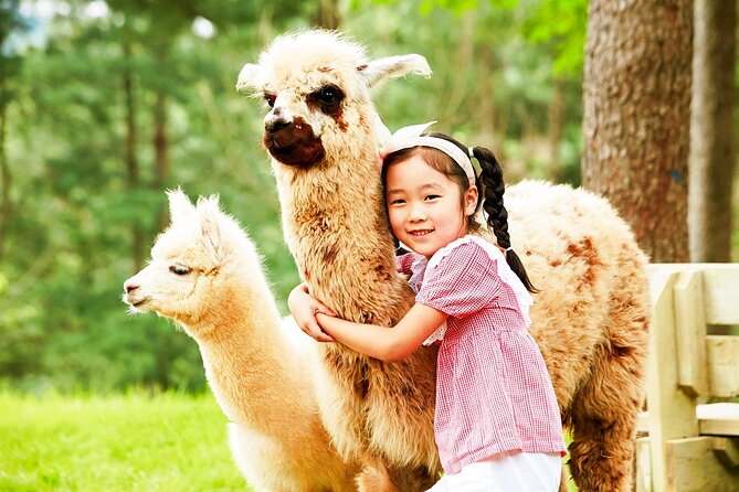 Nami Island+Alpaca+Gapyeong Rail Bike+Garden of Morning Calm - Gapyeong Rail Bike Experience