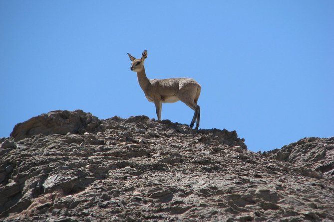 NAMIB DESERT Tours, Full-Day and Half-Day TOURS From Swakopmund, Namibia - Booking Details and Pricing