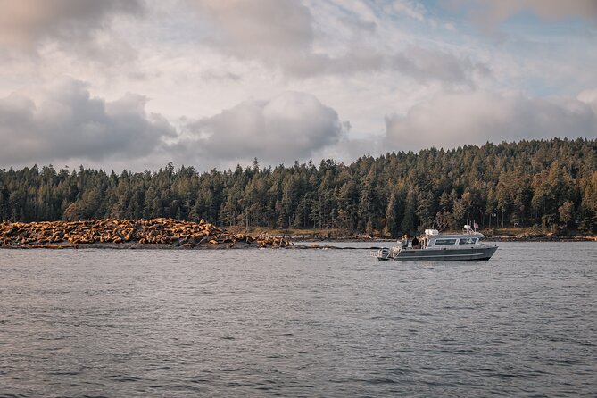 Nanaimo Whale Watching in a Semi-Covered Boat - Marine Naturalist Guidance