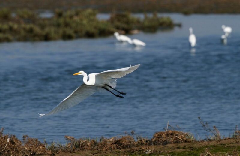 Nanchang City Highlights & Bird Watching Private Tour - Badashanren Memorial Hall