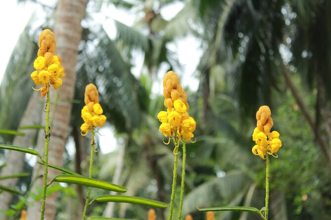Nandana Tea Walking Tour in Sri Lanka - Accessibility and Participation
