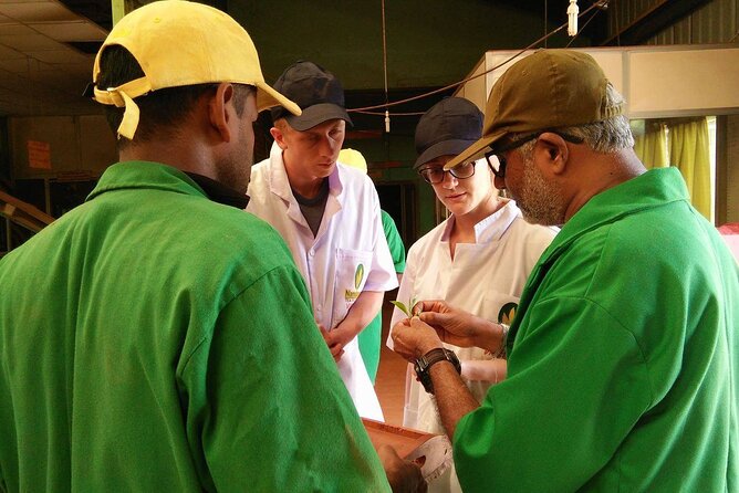 Nandana Tea Walking Tour in Sri Lanka - What to Expect