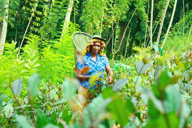 Nandana Tea Walking Tour in Sri Lanka - Highlights of the Tour