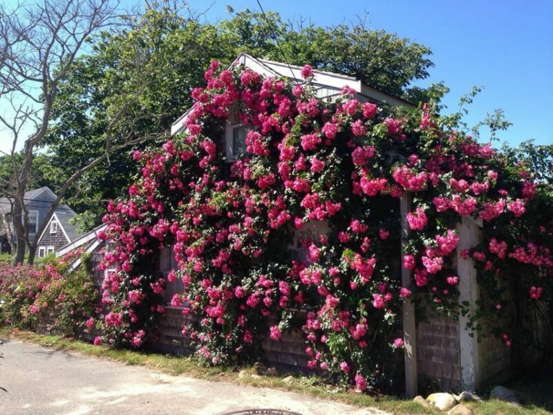 Nantucket: Historical Landmarks Sightseeing Bus Tour - The Sum Up
