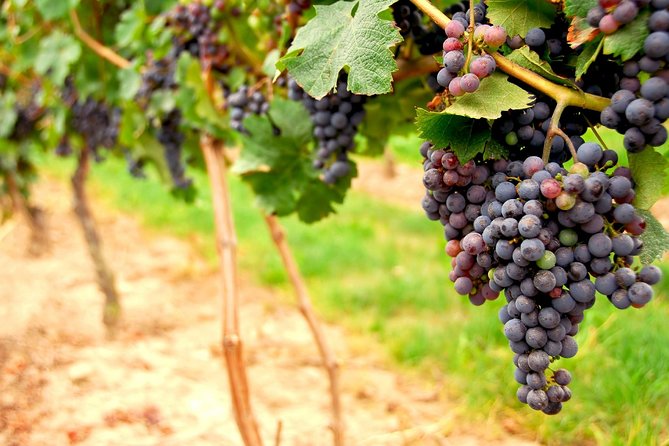 Napa and Sonoma Valley Tasting Experience to Three Wineries - Exclusions