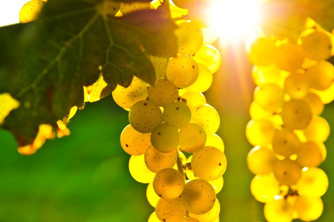 Napa and Sonoma Valley Tasting Experience to Three Wineries - Additional Information