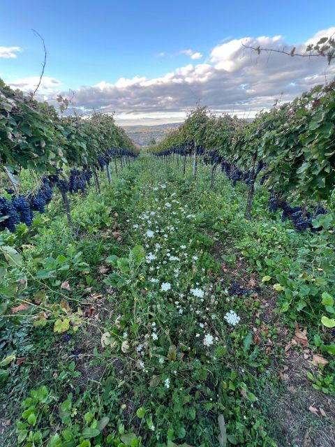 Napa: Hidden Gems Exploration With a Local Sommelière - Exploring Lesser-Known Wineries