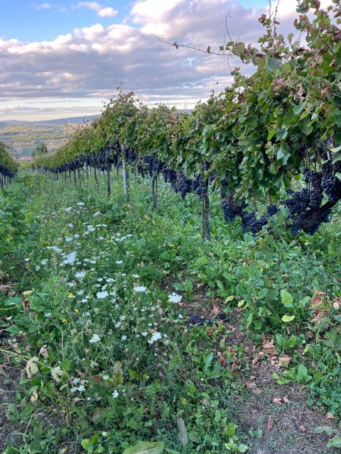 Napa: Hidden Gems Exploration With a Local Sommelière - Sustainable Farming Practices
