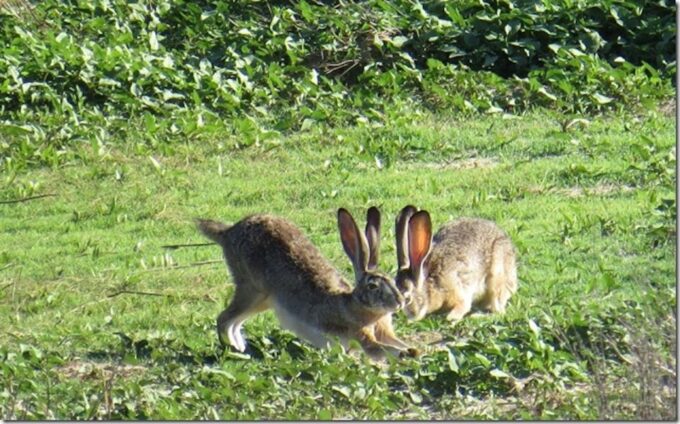 Napa: Napa Valley History Guided Kayaking Tour - Observing Local Wildlife