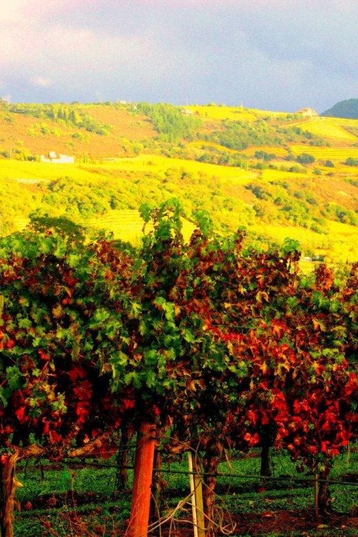 Napa & Sonoma Valley: Judgement of Paris Tour - Tour Itinerary