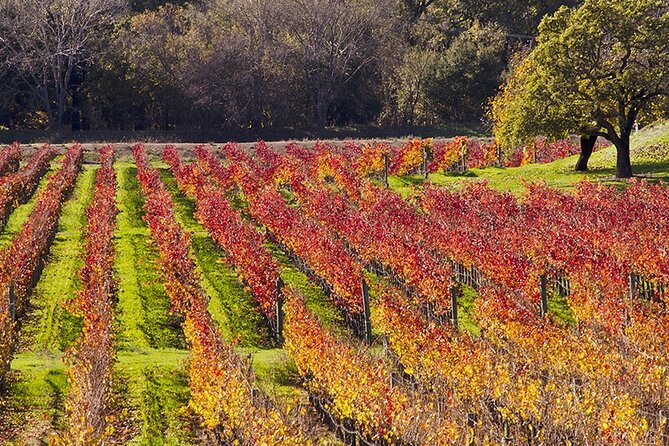 Napa & Sonoma Wine Tasting Tours - Key Points