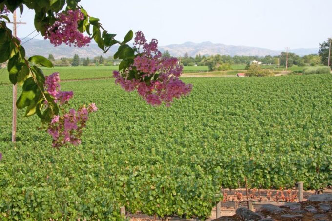 Napa Valley: Driver Service in North California Wine-Country - Vehicle Size and Accommodations