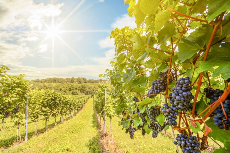 Napa Valley: Guided Wine Tour With Picnic Lunch - Inclusions and Exclusions