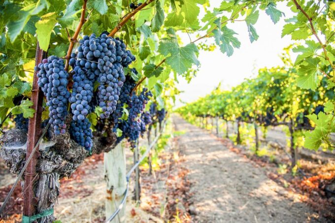 Napa Valley: Guided Wine Tour With Picnic Lunch - Frequently Asked Questions