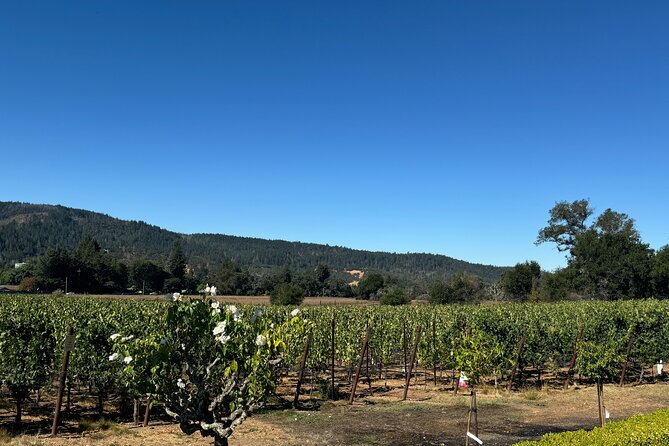 Napa Valley Luxury Wine Tours & Car Services - Discovering Napa and Sonoma Wineries