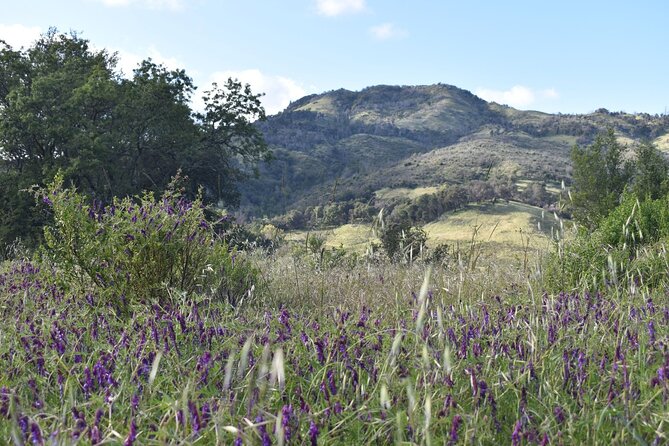 Napa Valley Self-Guided Audio Driving Tour - An Immersive Audio Experience